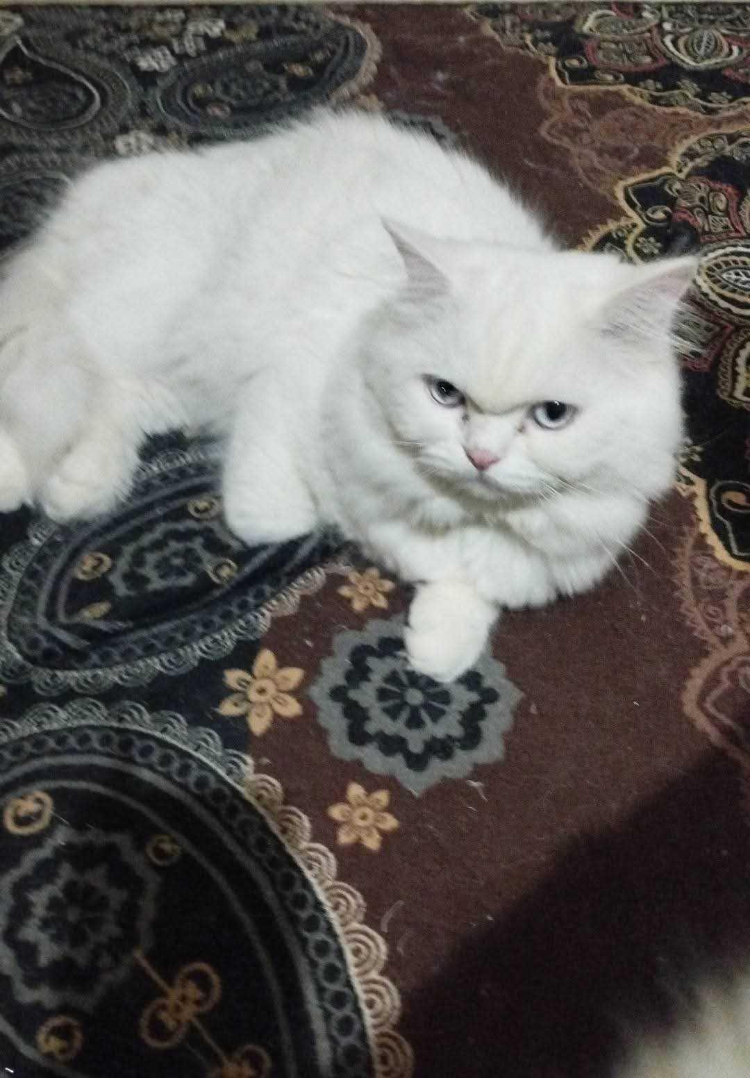 قطط شيراز  — 1/4
