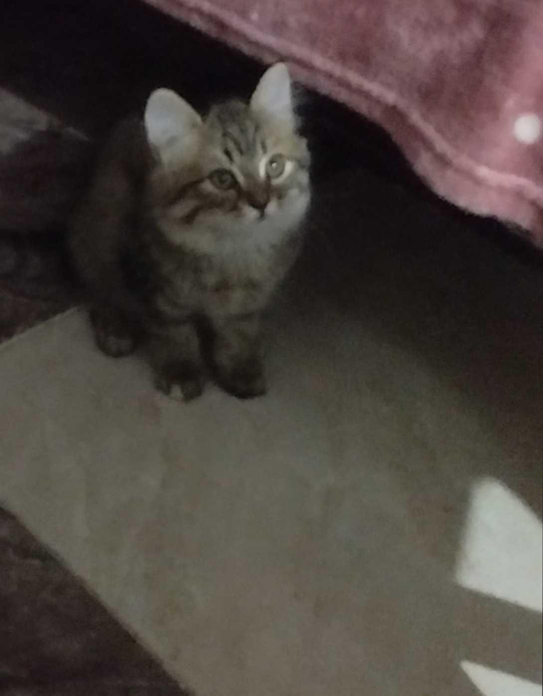 قطط شيراز 