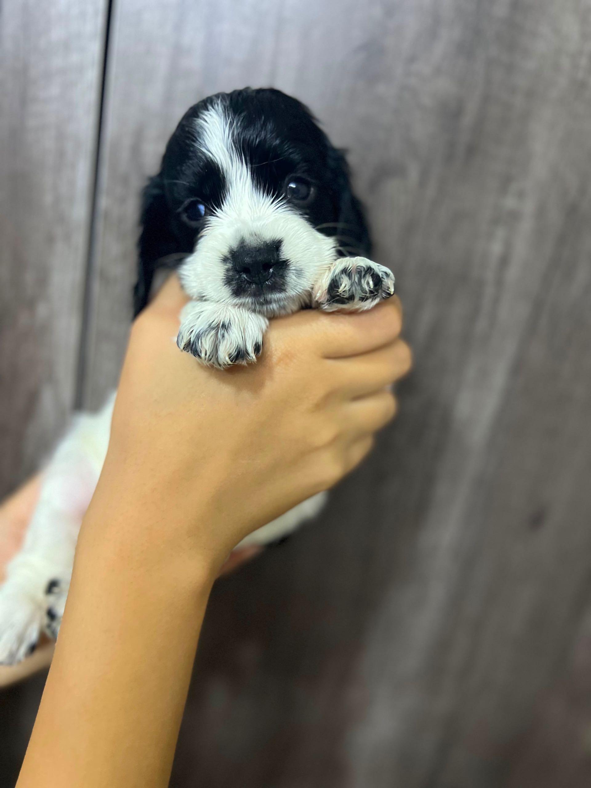 Coker Puppy  — 1/2