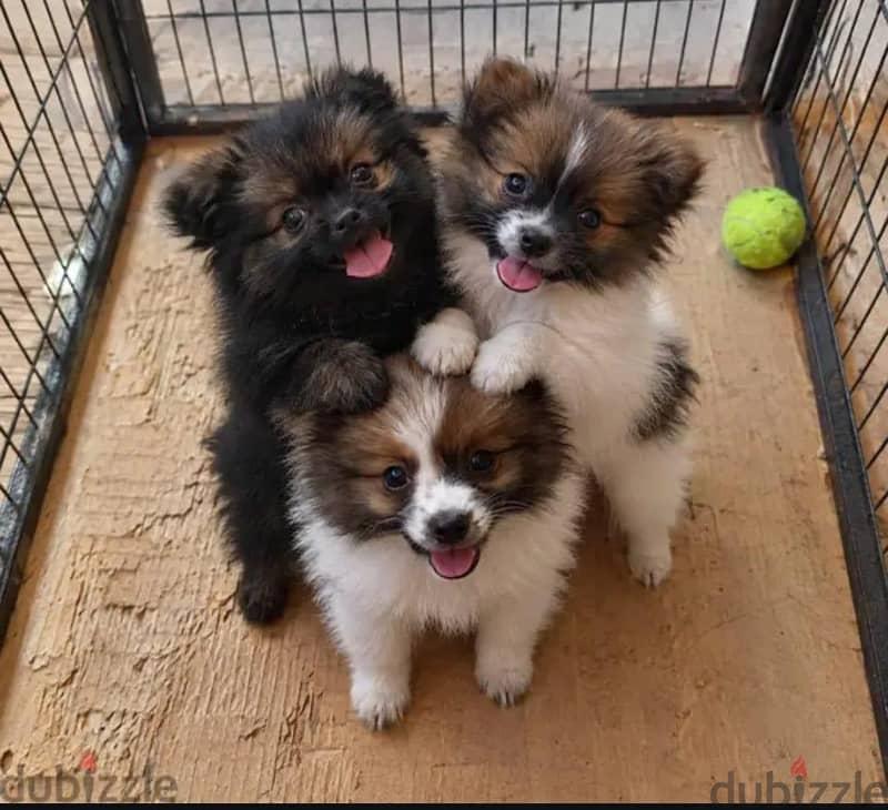 Championship Pomeranian Puppies Available