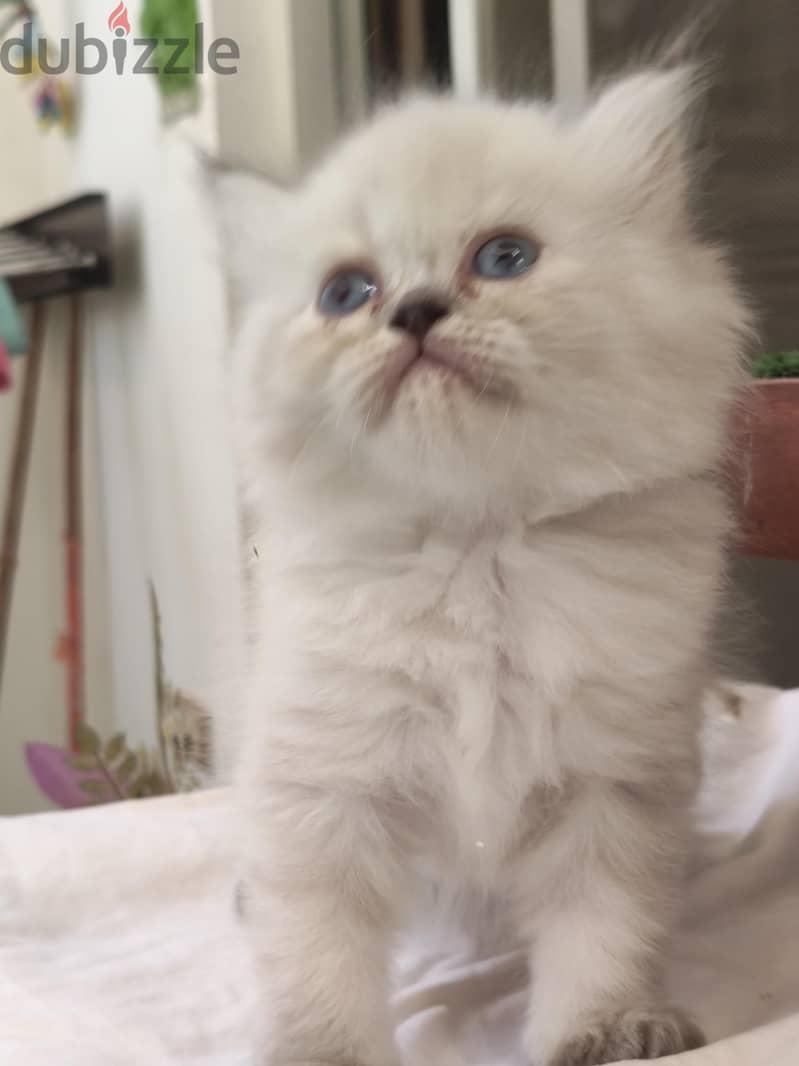 قطط هيمالايا شوكلت بيور (نصف السعر) | Pure Chocolate Himalayan Kittens