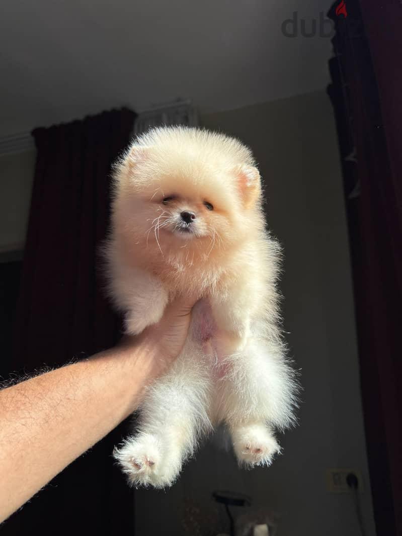 pomeranian tea cup