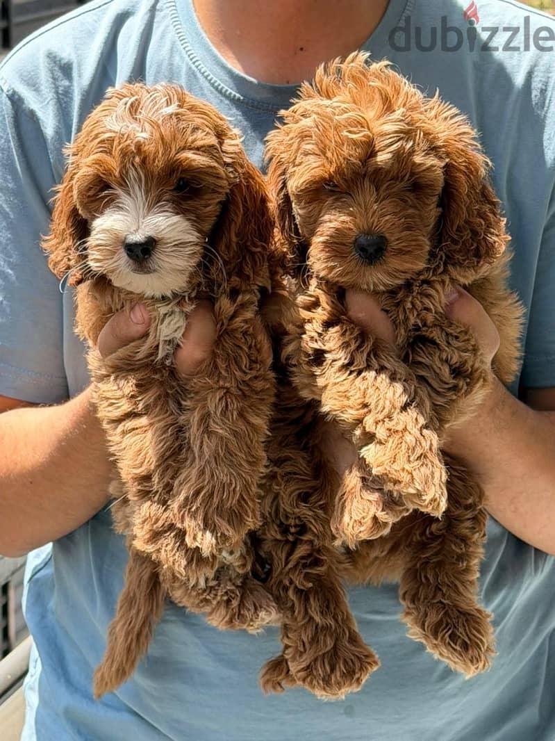Maltipoo teacup Puppies Available