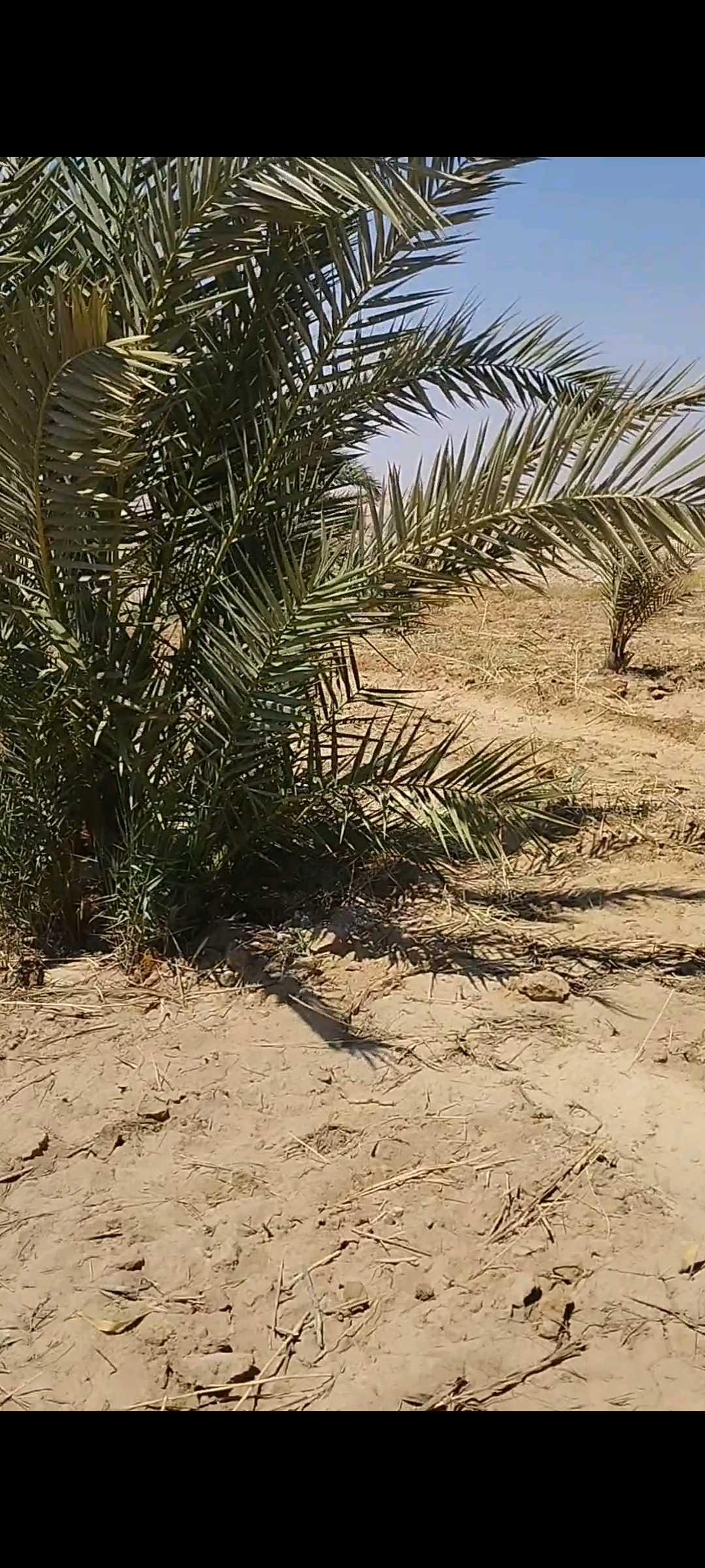 26فدان جاهزين للزراعه بئر وطاقة وسكن 
