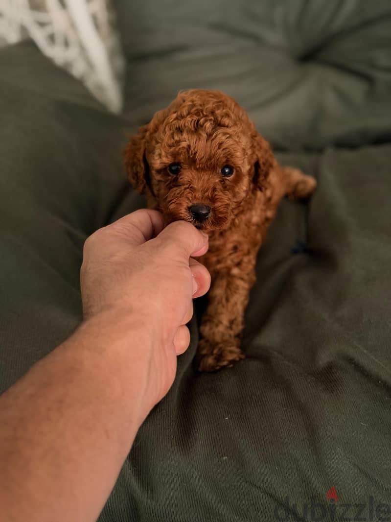 Toy Poodle Puppies – 60 Days Old! from Ukrainian parents