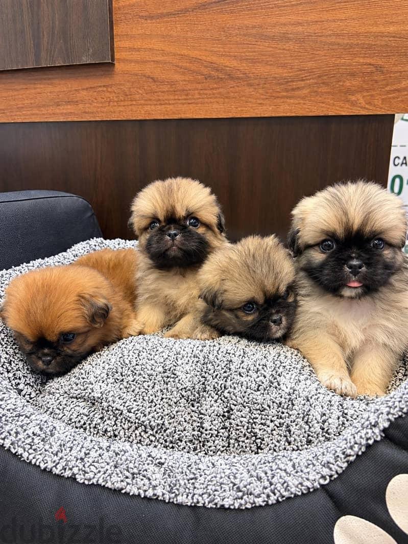 Adorable Pekingese Puppies Available!