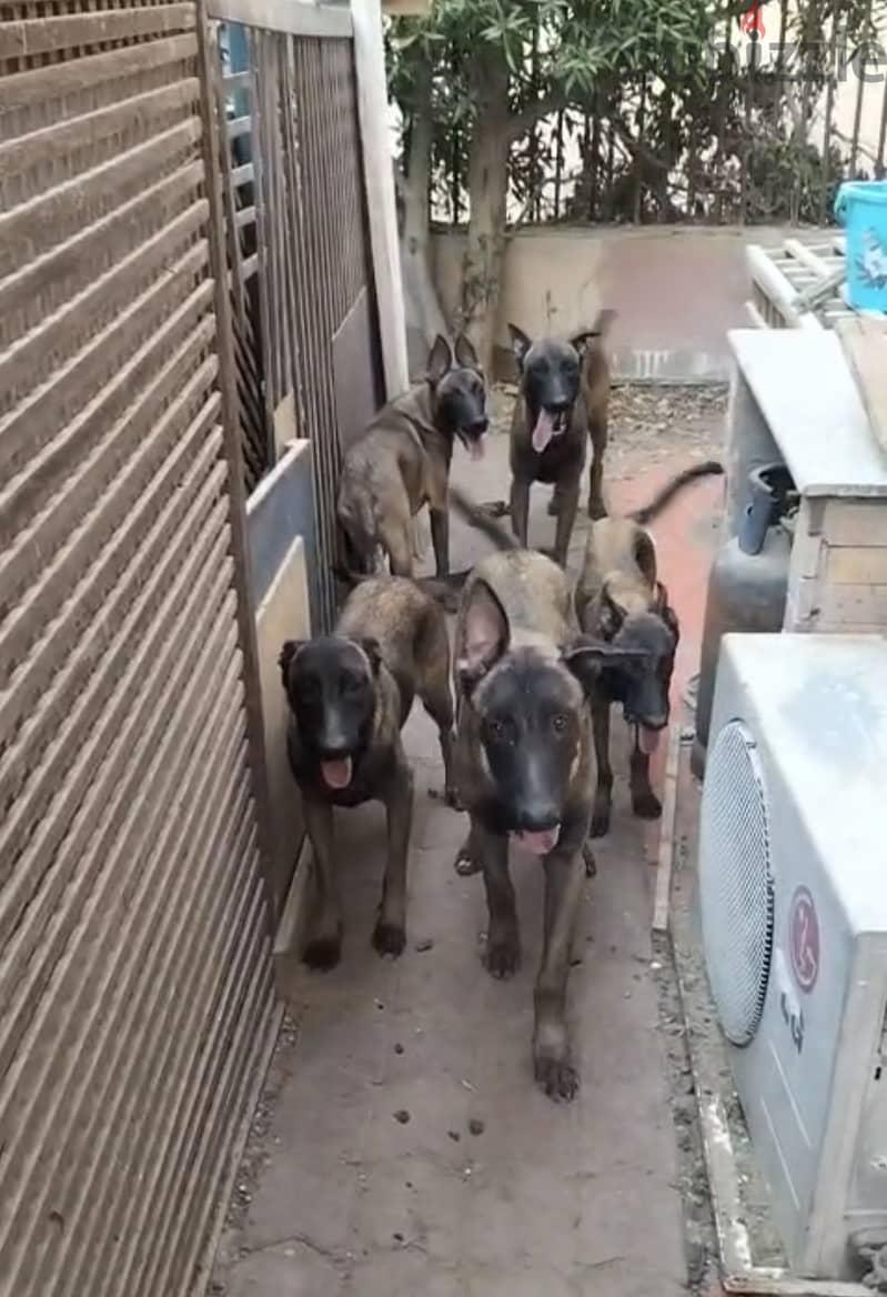 كلاب مالينو اصلي جرو ٤ شهور بسعر لقطة لدواعي السفر
