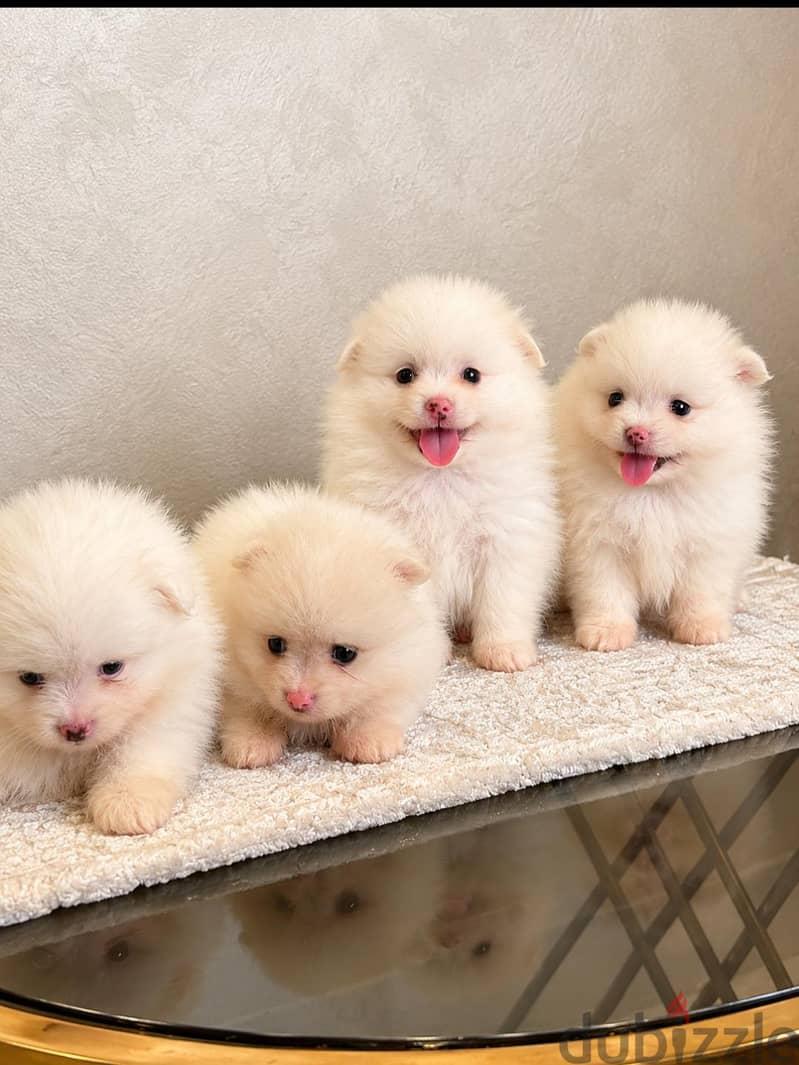 جراوي بومرينيان وتوي بودل ميني أبيض | Mini Pomeranian & Toy Poodle Pup
