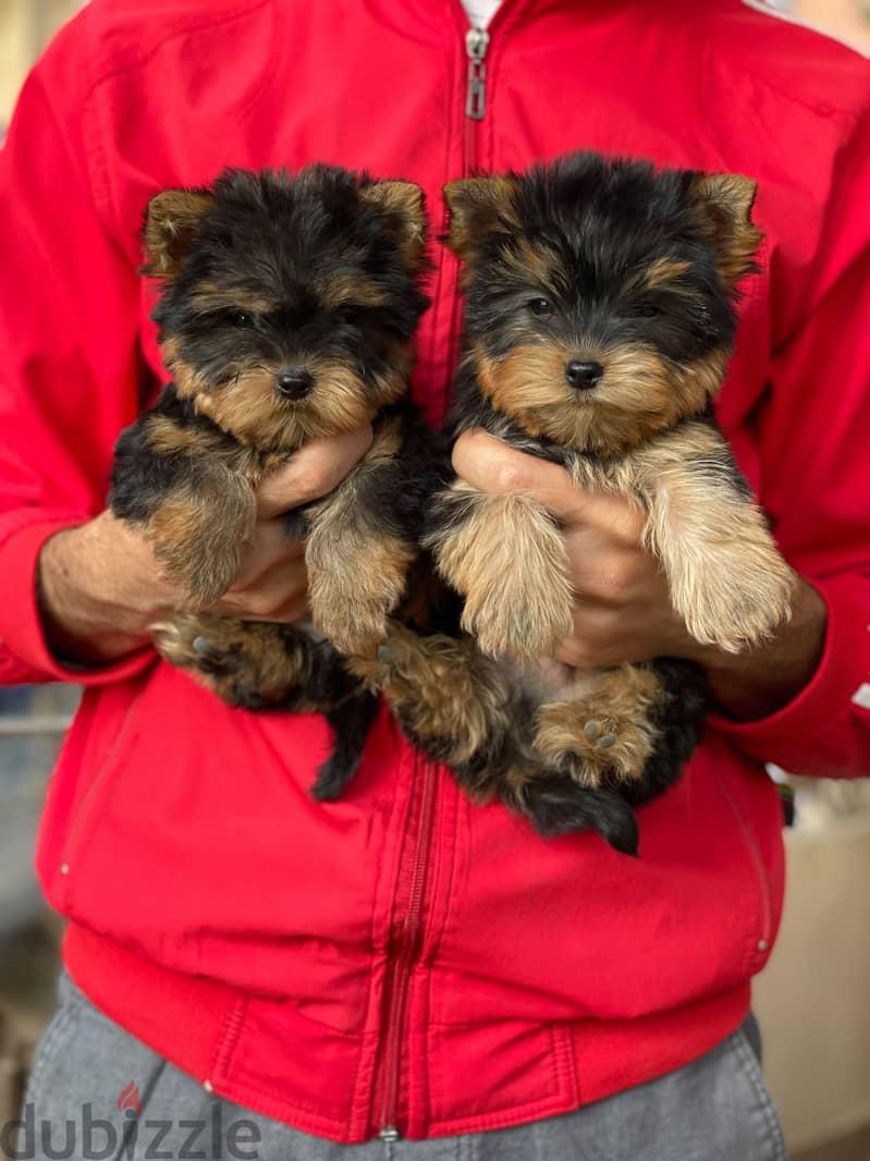 Adorable Yorkshire Terrier puppy