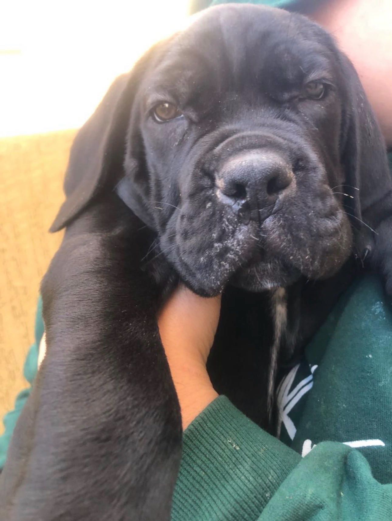 Cane Corso