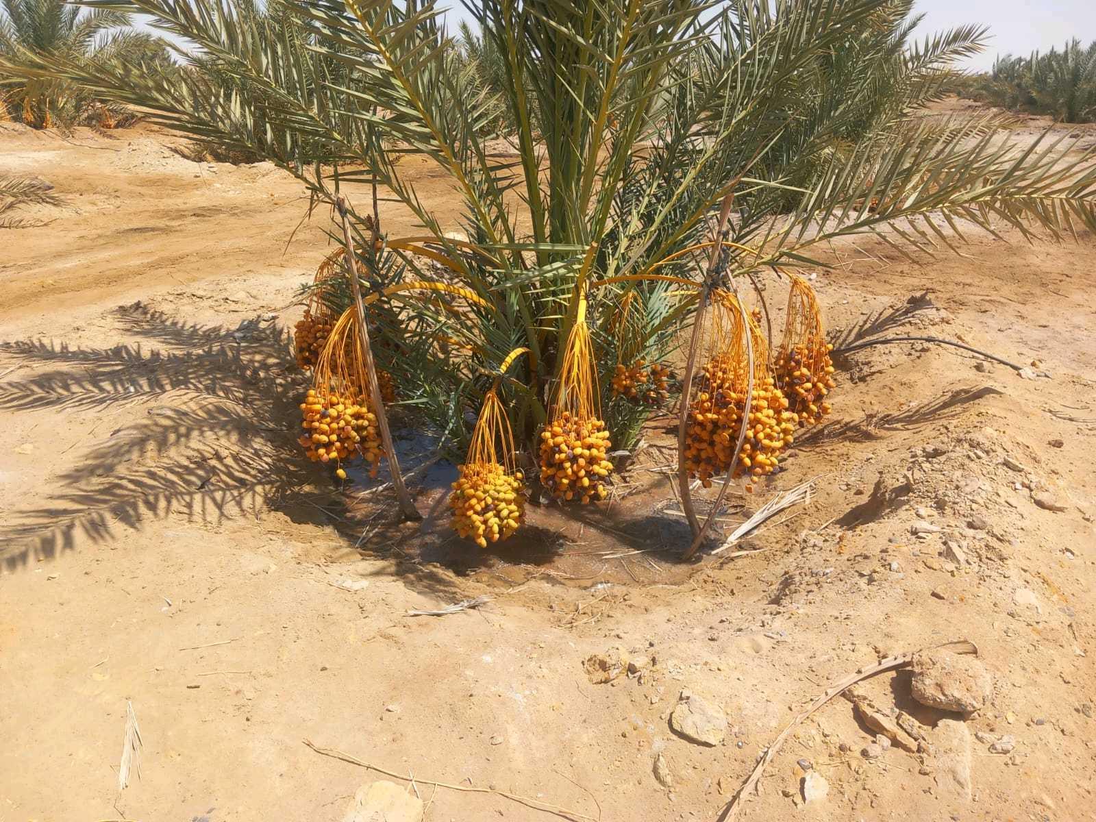 20فدان نخل منتج الواحات البحريه 